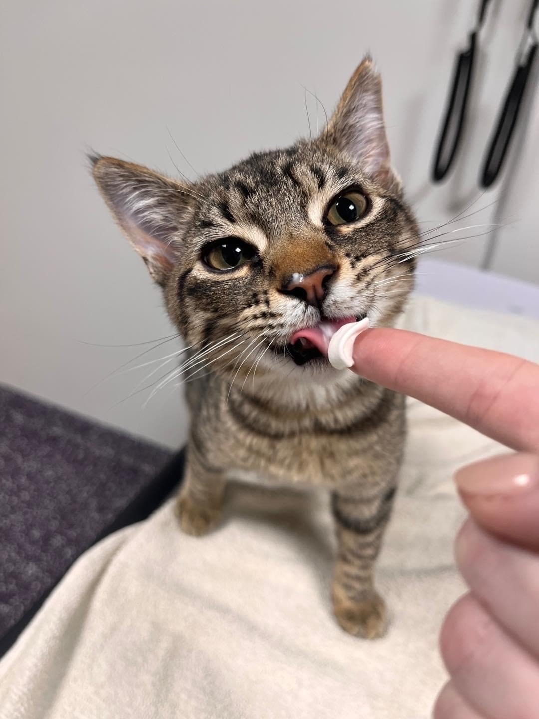 LSU_grey tabby licking finger (1)